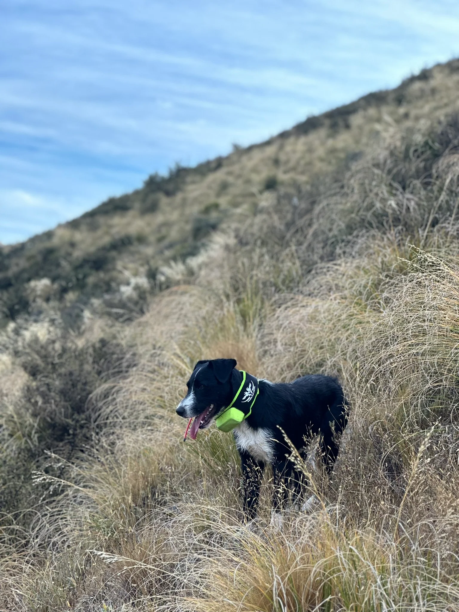 Collar Buddy - Image 7