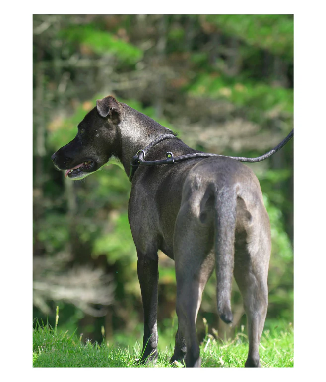 Nylon Rope Slip Leash - Image 3